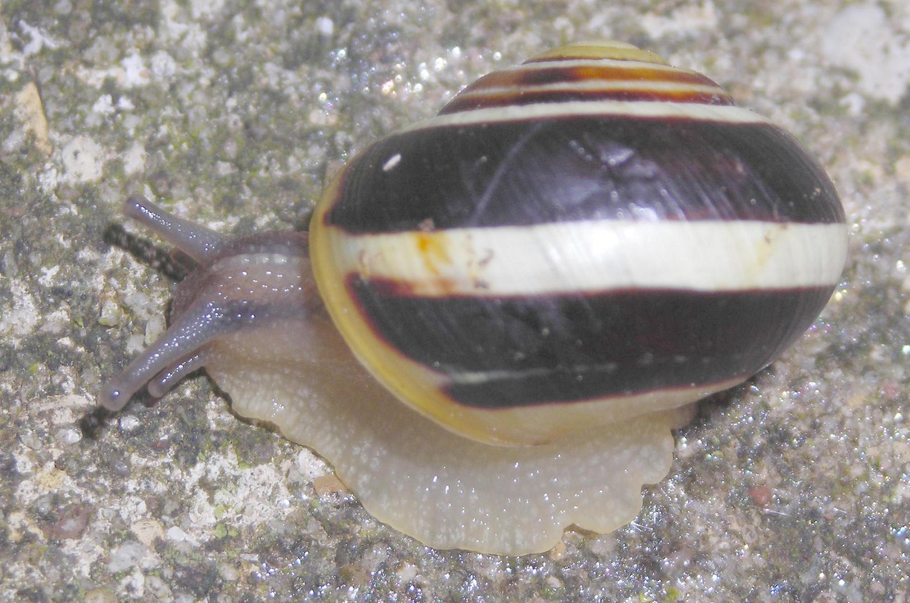 Cepaea hortensis?